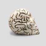 مجسمه جمجمه مدل Brain کد Shah-268 - Image 2