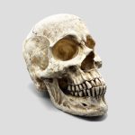 مجسمه جمجمه کامل انسان غول پیکر مدل Huge Skull کد Prv-194