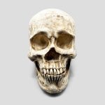 مجسمه جمجمه کامل انسان غول پیکر مدل Huge Skull کد Prv-194 - Image 3