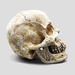 مجسمه جمجمه کامل انسان غول پیکر مدل Huge Skull کد Prv-194 - Image 2