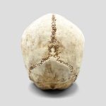 مجسمه جمجمه کامل انسان غول پیکر مدل Huge Skull کد Prv-194 - Image 4