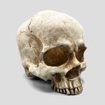مجسمه نیمه جمجمه انسان غول پیکر مدل Huge Half Skull کد Prv-539