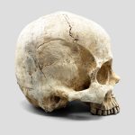 مجسمه نیمه جمجمه انسان غول پیکر مدل Huge Half Skull کد Prv-539 - Image 2
