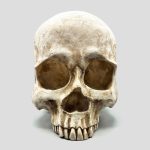 مجسمه نیمه جمجمه انسان غول پیکر مدل Huge Half Skull کد Prv-539 - Image 3