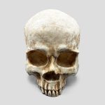 مجسمه نیمه جمجمه انسان غول پیکر مدل Huge Half Skull کد Prv-539 - Image 4