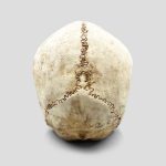 مجسمه نیمه جمجمه انسان غول پیکر مدل Huge Half Skull کد Prv-539 - Image 5